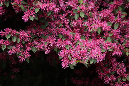 紅色花卉