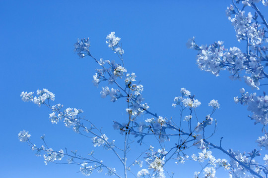 櫻花