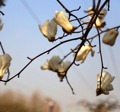 玉蘭花