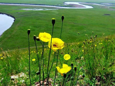 草原野花牧場