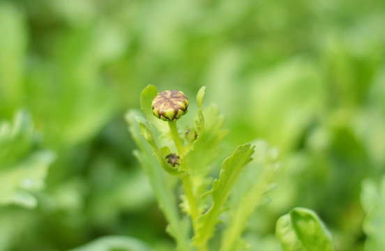 茼蒿菜花蕾