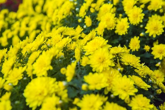 菊花 黃菊花