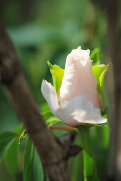 牡丹花