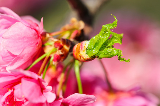 芽