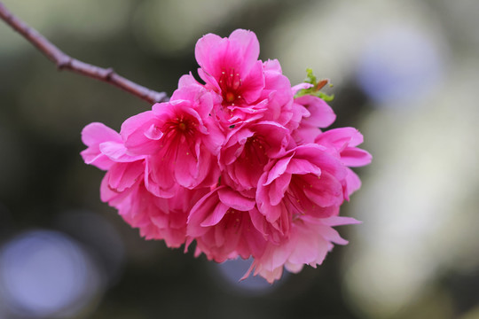 櫻花