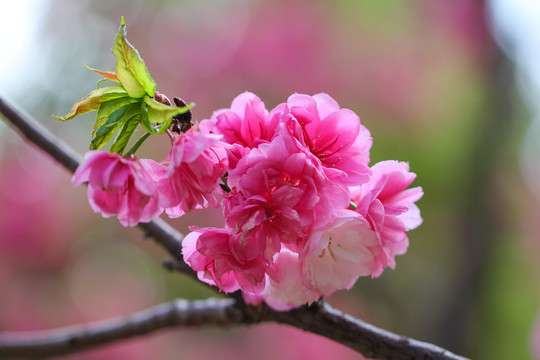 櫻花