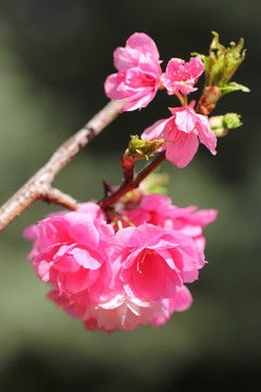 櫻花