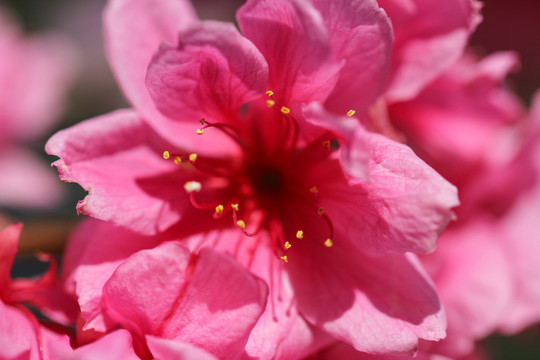 櫻花
