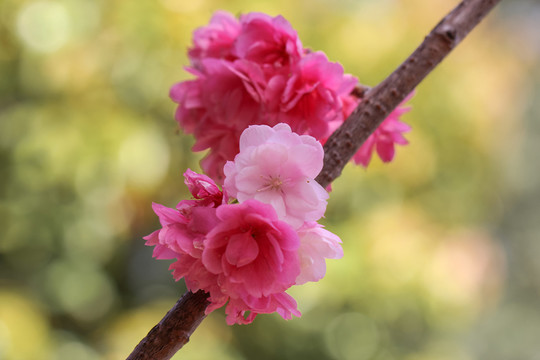 櫻花