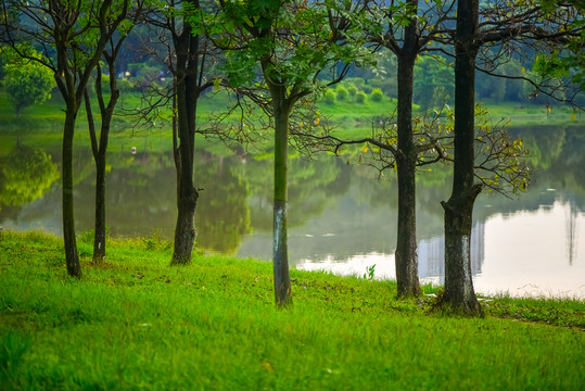 湖邊樹林草地