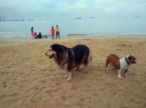 狗