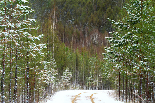 森林之路春雪風光