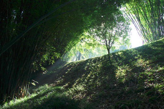 武夷山竹林