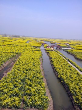 油菜田  油菜花