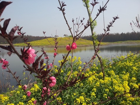 油菜花