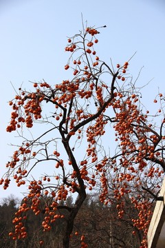 柿子成熟