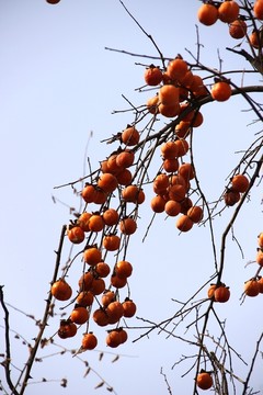 成熟 果實 柿子 紅色 紅柿