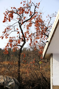 成熟 果實 柿子 紅色 紅柿