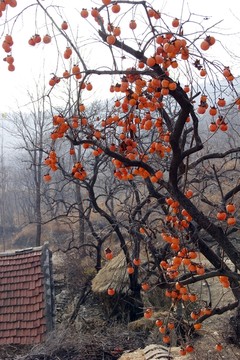 成熟 果實 柿子 紅色 紅柿