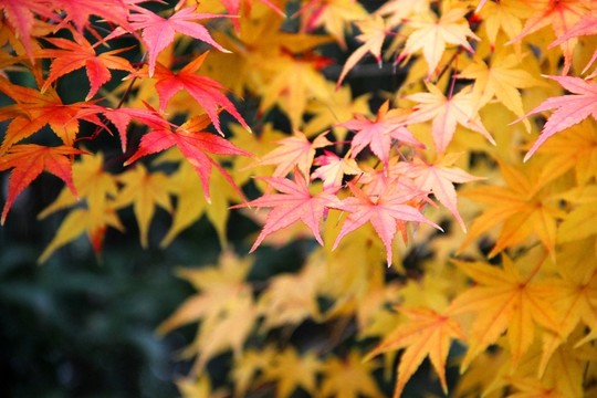 楓樹 紅楓 紅葉