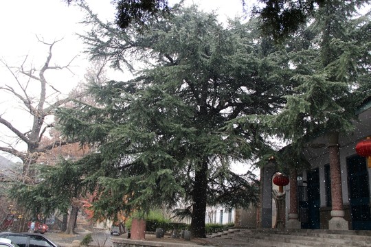 松樹 庭院