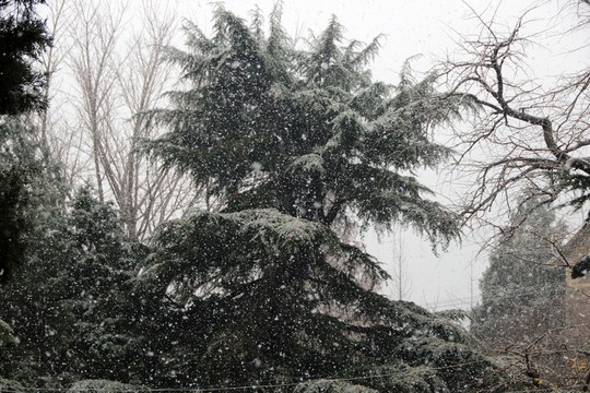 雪松 松樹