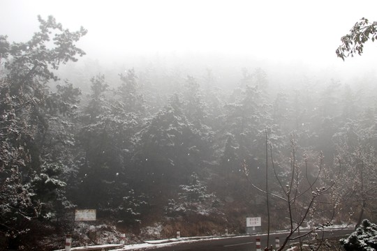 樹林 雪天