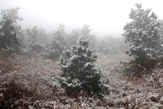 雪 下雪 雪景 冬季 冬天