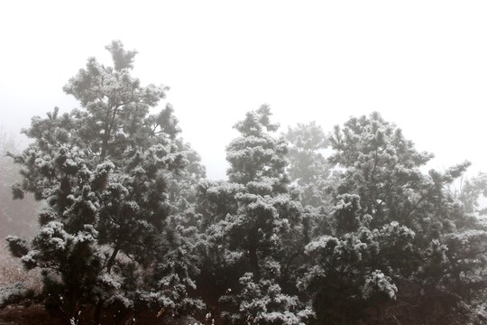 雪 下雪 雪景 冬季 冬天