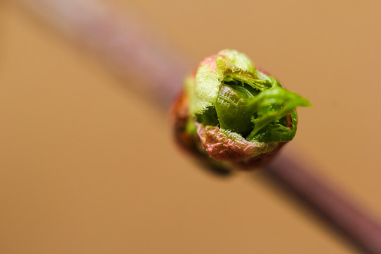 發(fā)芽