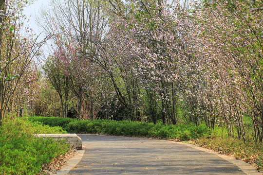 秘密花園