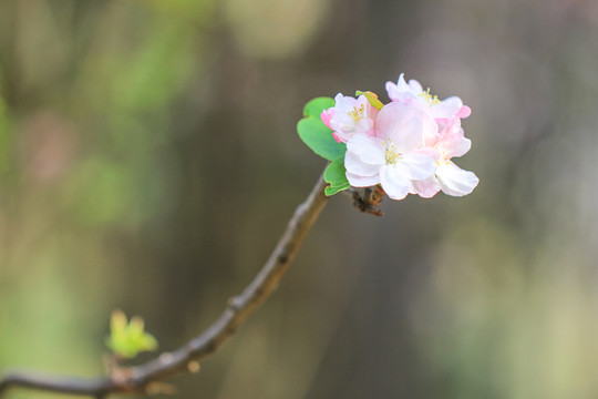 海棠花