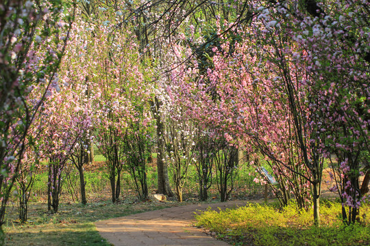 陽光花開園林