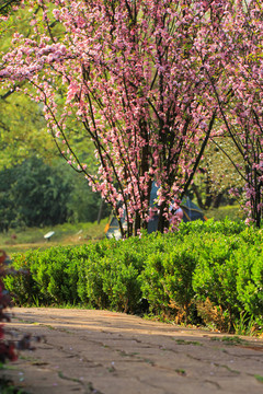 陽光鮮花園林