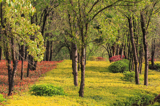 陽光鮮花園林