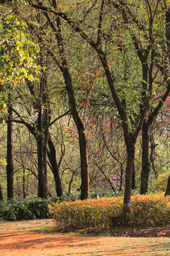 陽光鮮花園林