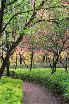 陽光鮮花園林