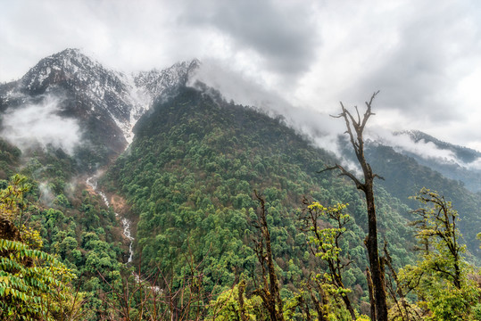 高黎貢山植被