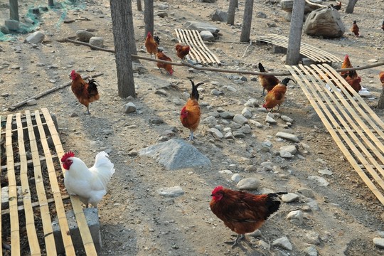 養(yǎng)雞場 公雞