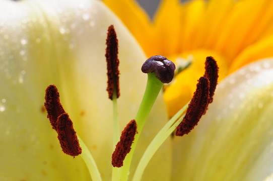 花蕊