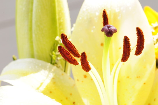 花蕊