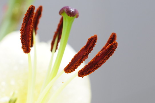 花蕊