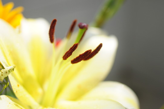 花蕊
