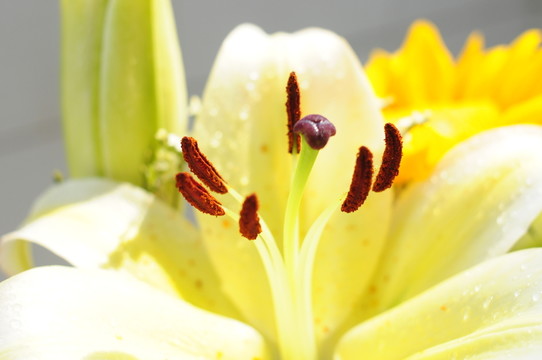 花蕊