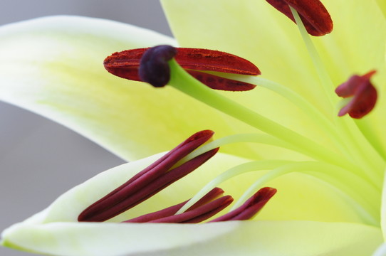 花蕊