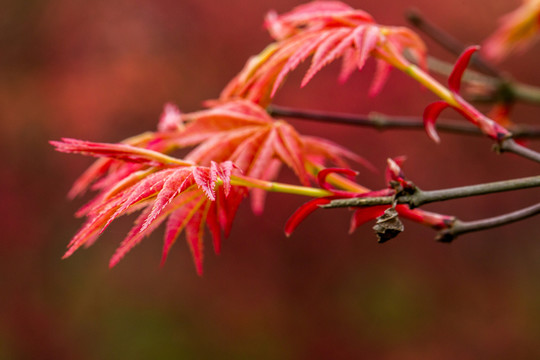 紅楓