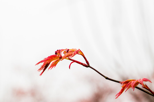 紅楓