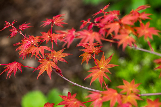 紅楓