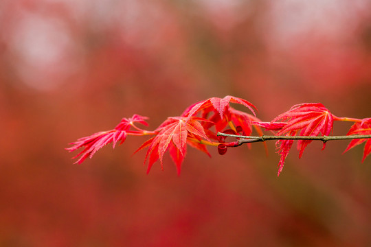 紅楓