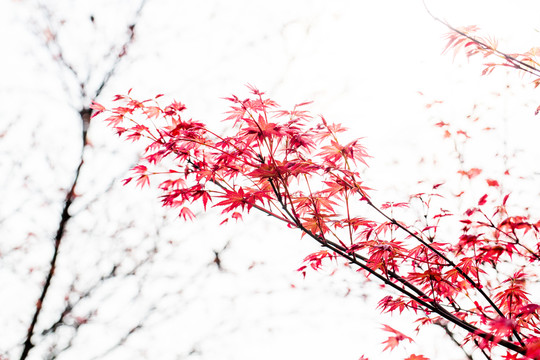 紅楓